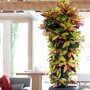 Croton 'Mrs. Iceton'